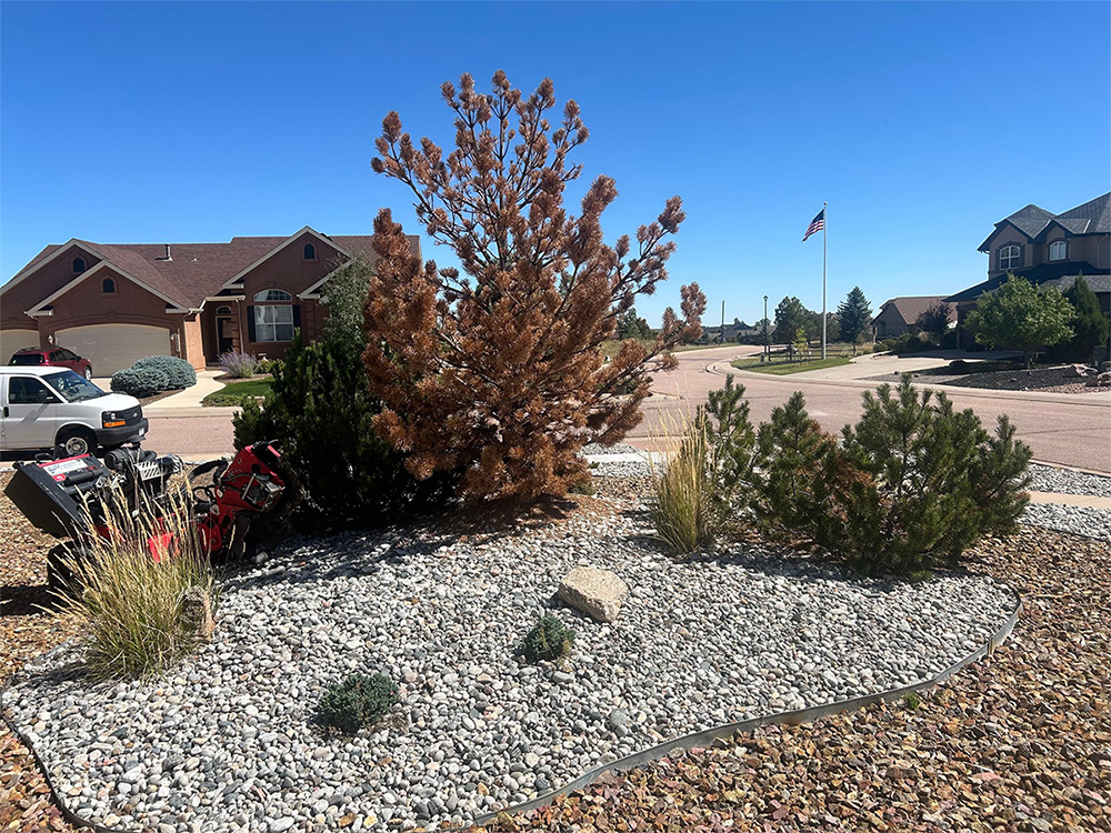 A front yard with a patch of decorative rocks, grasses, and small pine trees, including one brown, dead tree. A red machine is parked on the left, with houses and an American flag in the background under a clear blue sky.