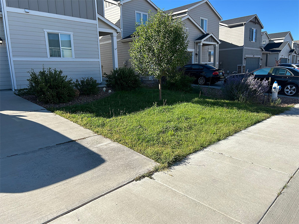 A small front yard with green grass, a tree in the center, bushes along the house, and a concrete driveway on both sides. Several houses and parked cars are visible in the background on a sunny day.