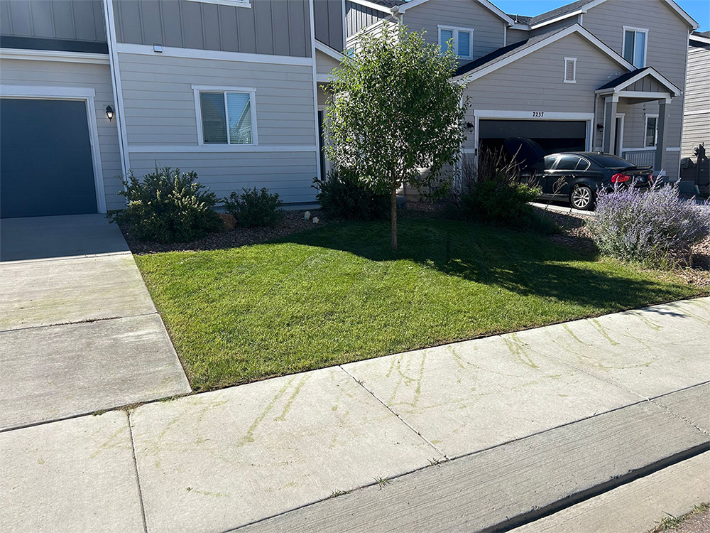 A neatly mowed front lawn with a small tree, bordered by a concrete sidewalk and driveway. Two neighboring houses with gray siding are visible in the background, along with some shrubs and a black car parked in a driveway.