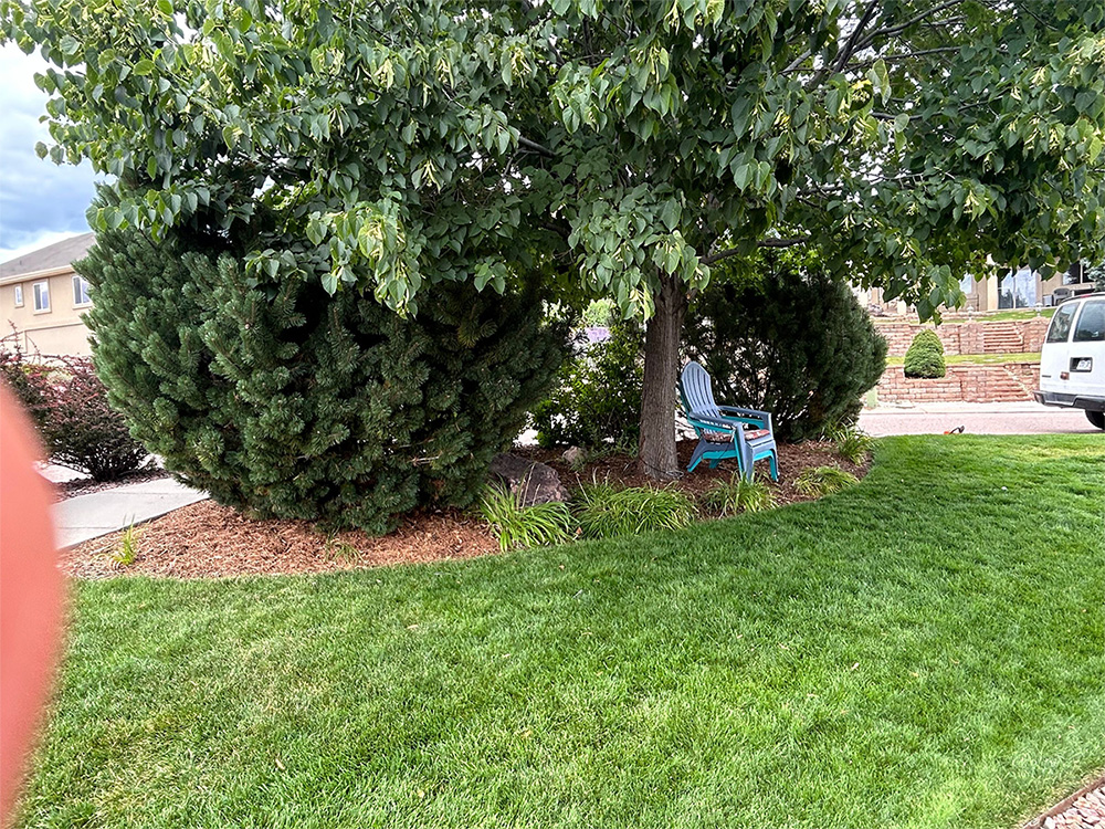 A green lawn with a shaded area beneath a large leafy tree. Two blue lawn chairs sit under the tree, surrounded by bushes and mulch, in front of a house with brick steps. A finger partially covers the left corner.