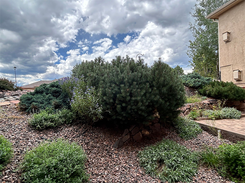 A landscaped yard with dense green shrubs, small plants, and rocks under a cloudy sky. A tan house is partially visible on the right, and a brick pathway runs along the edge.