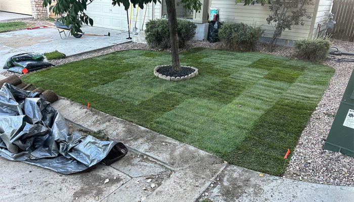 Fresh sod has been laid around a tree in a front yard, bordered by rocks and surrounded by a house, gravel landscaping, and some gardening supplies nearby.