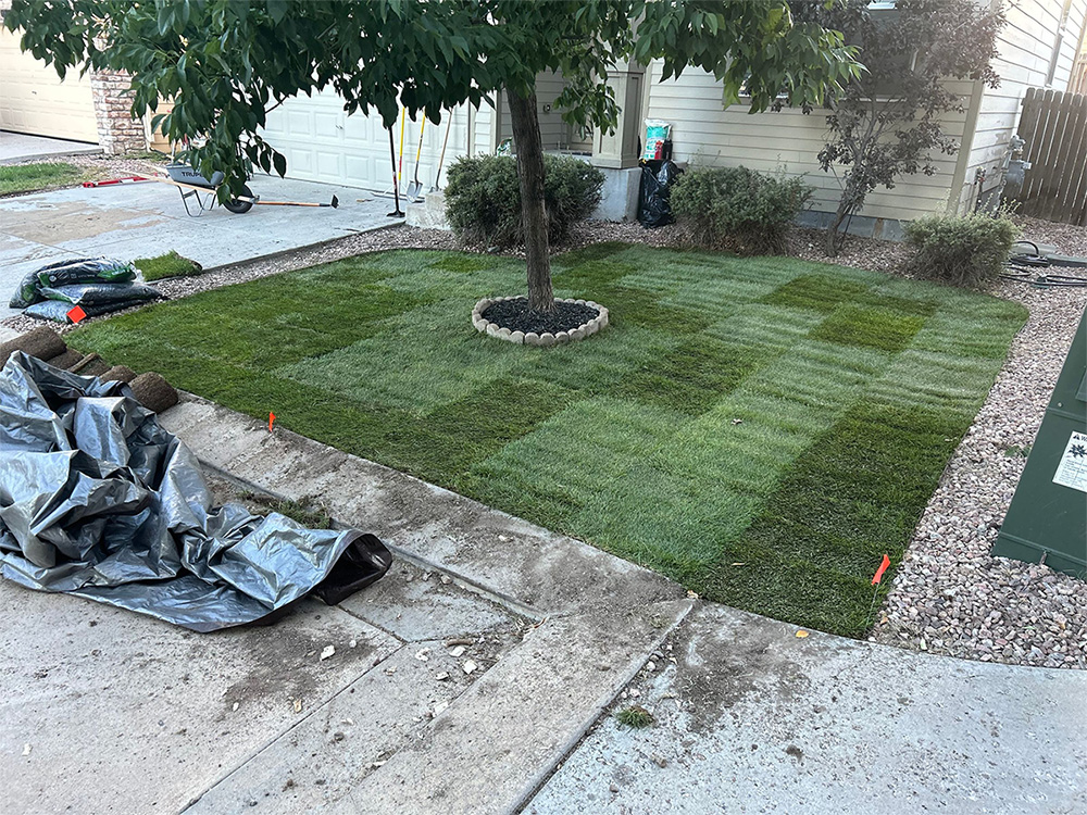 Fresh sod has been laid around a tree in a front yard, bordered by rocks and surrounded by a house, gravel landscaping, and some gardening supplies nearby.