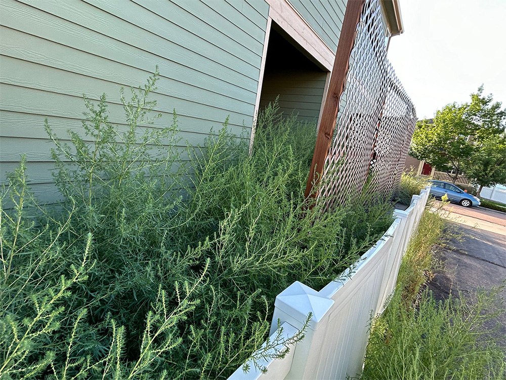 Tall, dense green weeds grow along a white fence beside a pale green building with wood lattice. A car is visible parked on the street in the background under a clear sky.