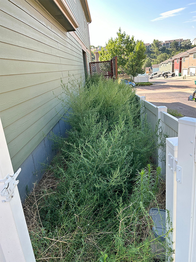 Overgrown weeds fill a narrow side yard between a tan house and a white fence, partially blocking the walkway. The area appears neglected, with houses and cars visible in the background.