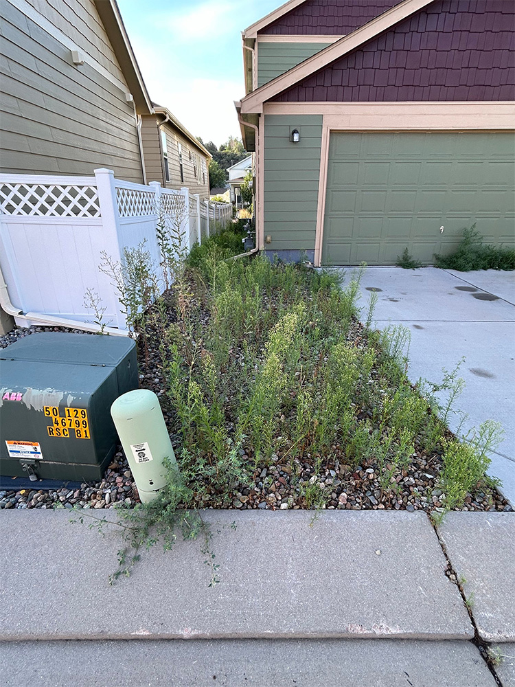Front yard with overgrown weeds and tall grass along a gravel area next to a driveway and sidewalk. A green utility box and a beige utility post are visible near a white fence beside the house.