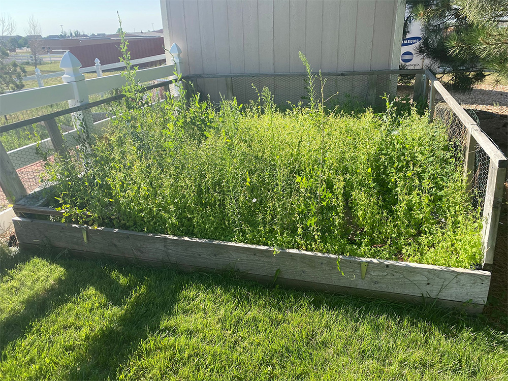 A raised garden bed filled with overgrown green weeds sits in a sunny yard, surrounded by a simple wooden fence, near a light-colored shed.