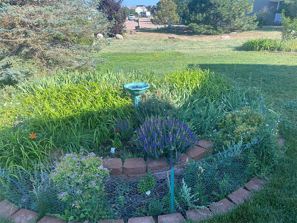 A circular garden bed bordered by bricks and green netting features various flowering plants and a turquoise birdbath at the center, surrounded by grassy lawn and trees under a sunny sky.